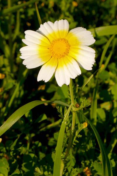 Chrysanthème à couronnes